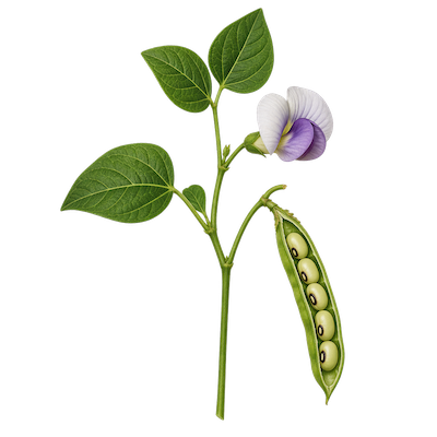 Botanical illustration of cowpea plant with flower and open pod